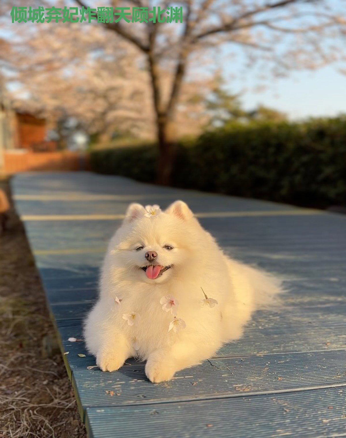 倾城弃妃炸翻天顾北渊