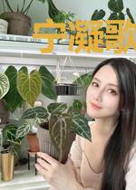 宁凝歌安夜曜