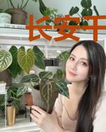 长安千载,辰时归